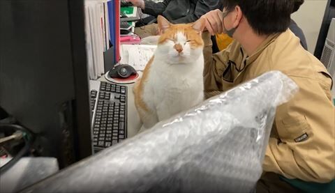 会社に猫がいるってどんな感じ？→「こんな感じ」　うらやましい職場風景に「仕事にならなくて好き」「モフり放題」