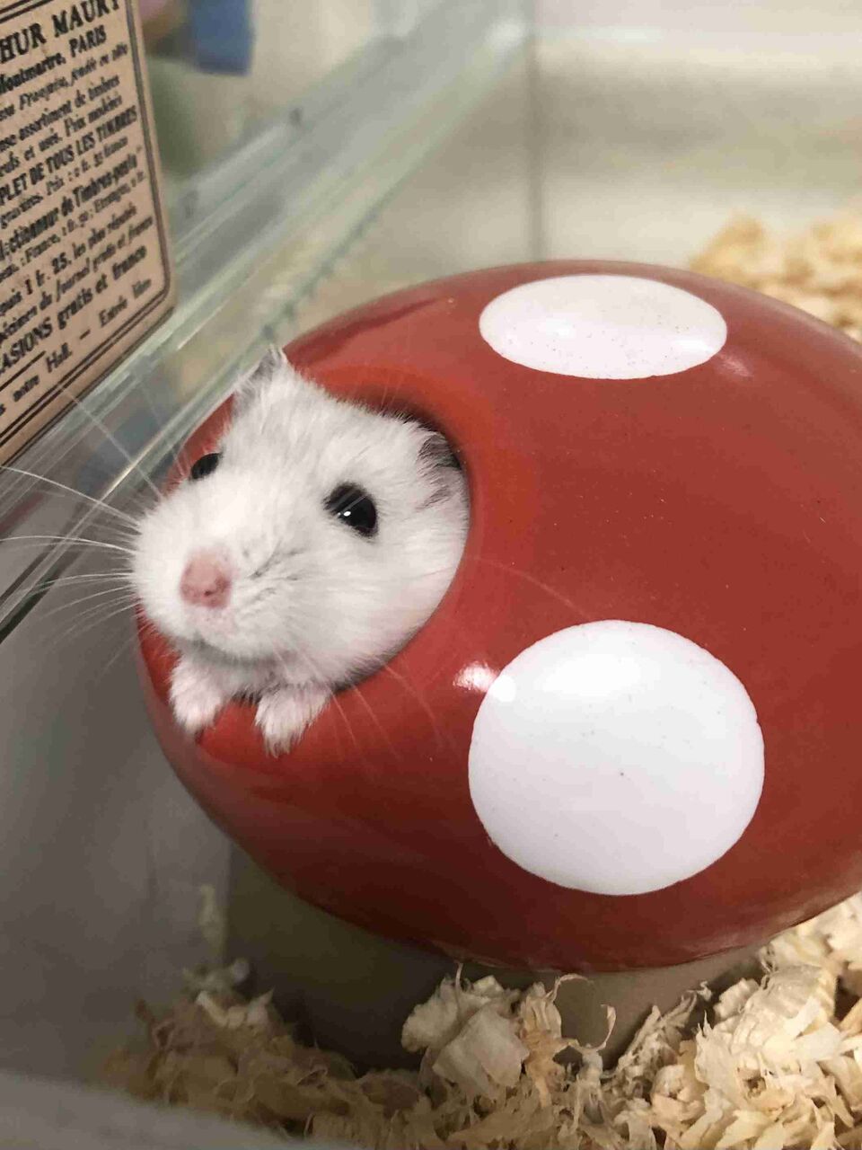 我が家のかわいいペットお披露目会