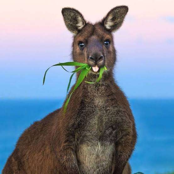オーストラリアについて知っていること