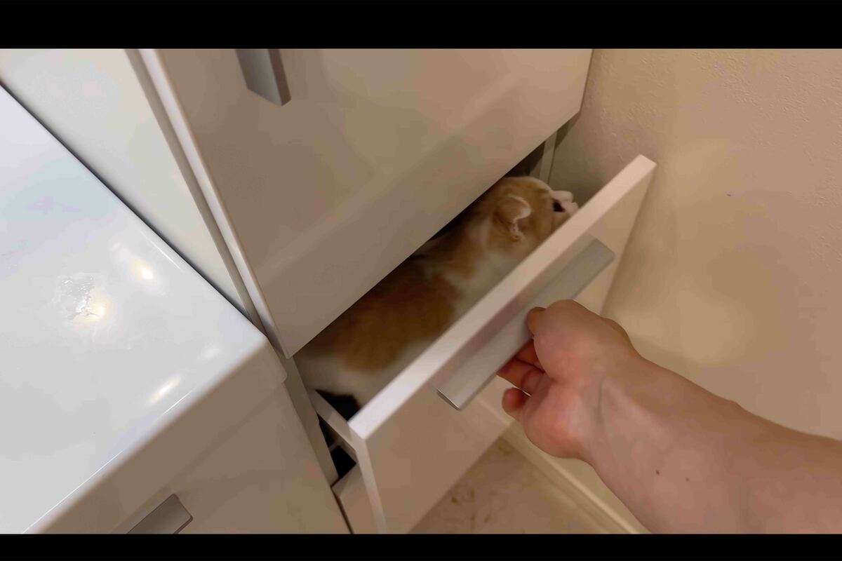 棚に「監禁」？　再生数ギネスの“猫YouTuber”が炎上「動物虐待」疑惑の声