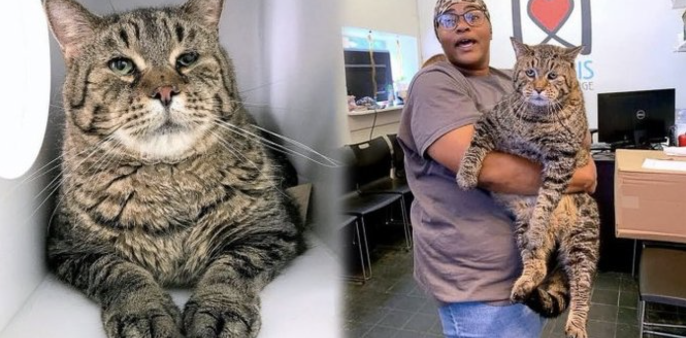 保護施設に預けられた超ビックな猫…里親希望者殺到で大混乱！(米）