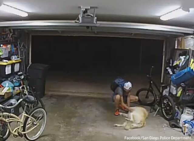 自転車を盗んでいる最中に犬にじゃれつかれ…中断して犬を撫でまくったため防犯カメラにバッチリ映った窃盗犯