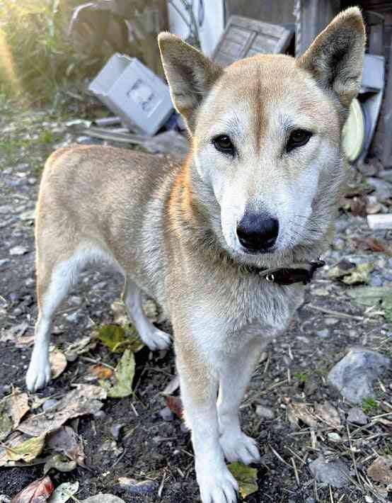 群馬でクマに襲われた女性、犬が救う…紅葉シーズンの観光地にクマ被害の影響広がる