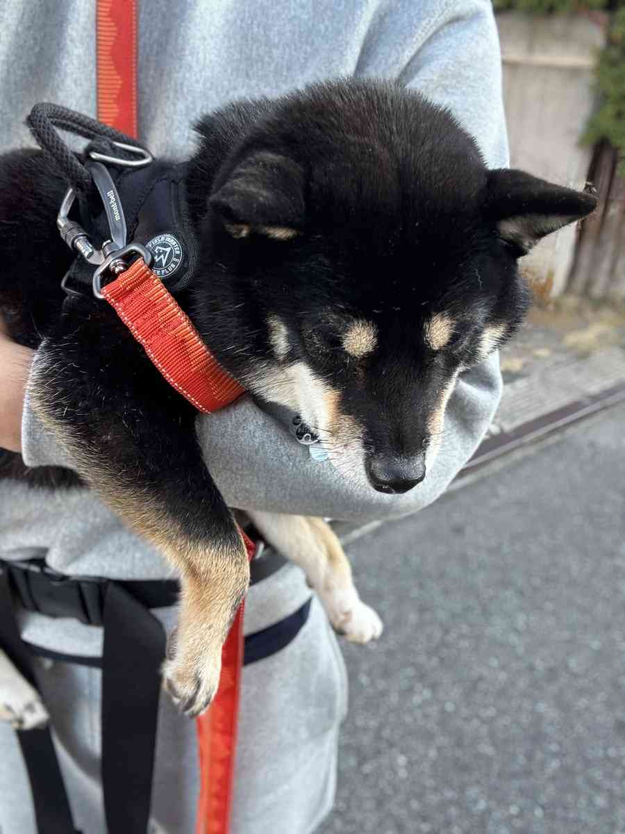 「なんでカートにいぬを乗せてんの。散歩の意味ないじゃん」　柴犬との暮らしで変化　飼い主の考えに共感殺到