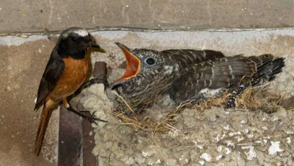 カッコウの托卵が、新種を次々と生み出す理由