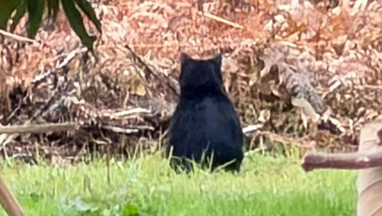 「くまちゃんがいた」散歩中の2歳園児が発見　クリ林に1頭のクマ…安全確保しながら園児怖がらないように「ワンちゃんだね…」と声かけて移動