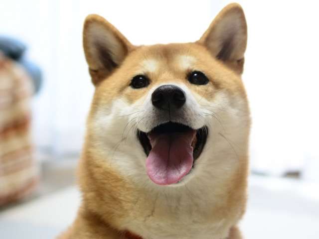 ペットの困りごとってありますか？