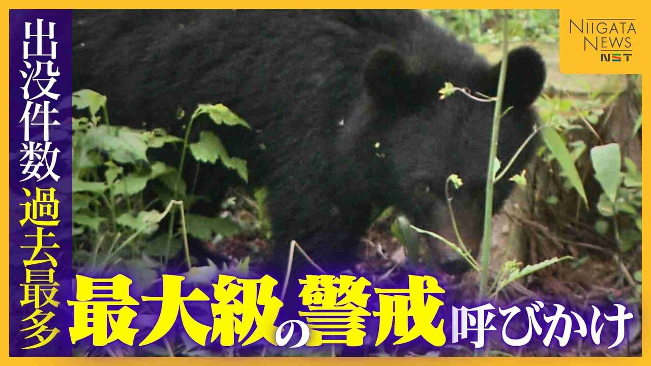 「クマをなぜ殺す」「山に帰せたのでは」“出没件数”過去最多の新潟　“最大級の警戒”呼びかけも駆除後に問い合わせや批判の電話