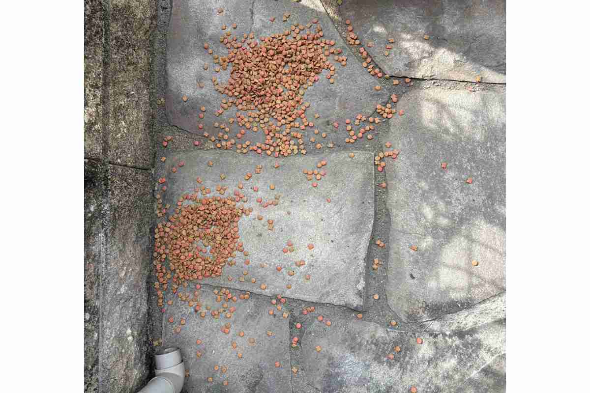 近所の猫おばさん暴走に「我慢の限界」　餌やりトラブルで最悪事態発生…「ええ加減にしなさい」注意も響かず