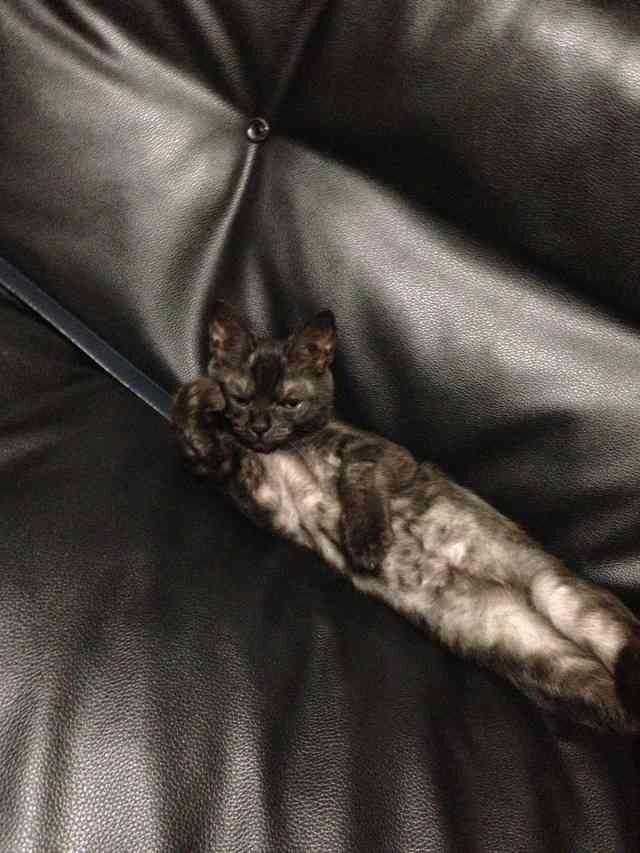 あのタイトルの一部を「猫」に変えちゃうトピ