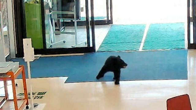 村役場にクマ、自動ドアから庁舎内へ　青森・西目屋村、けが人なし