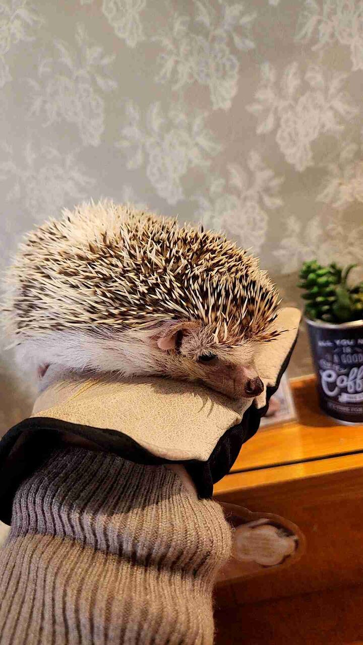 動物カフェに行ったことがある人