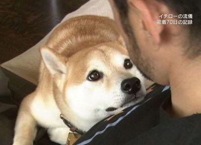 タイトルの一部を「柴犬」に変えちゃってください