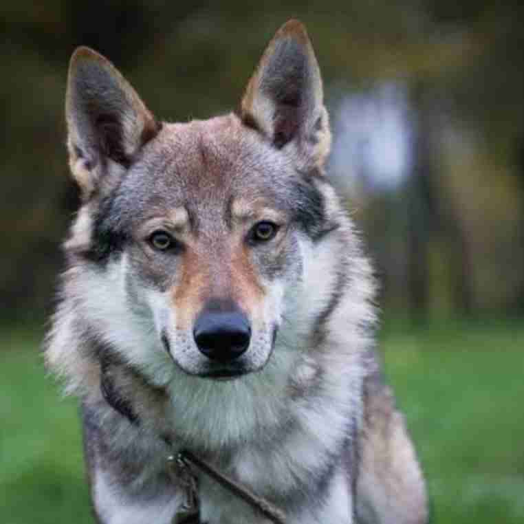 【ネタ】もし自分が犬だったら()、彼氏にするとしたらどんな犬種が良いですか？