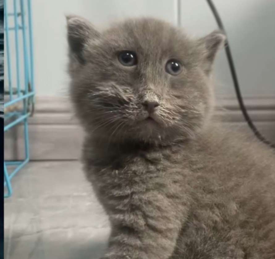 中顔面って本当に伸びますか？