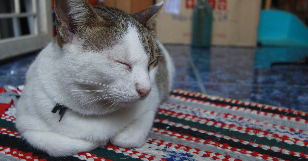 なぜ『雑種猫（混血種）は寿命が長い』のか？考えられる理由3つと猫の寿命のギネス記録を紹介！