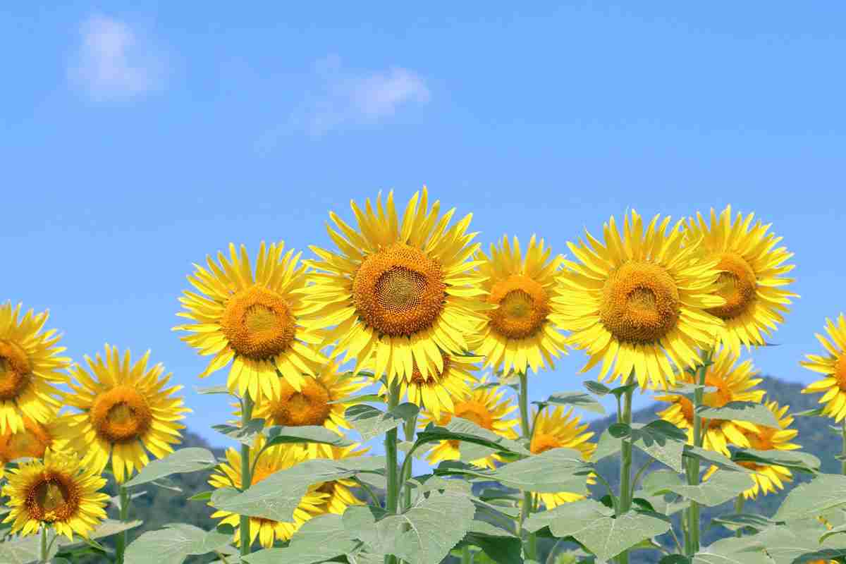 みんなが「懐かしい」と思う“夏の曲”ランキング！40代以上は「少年時代」がトップ！20代・30代の1位は…？年代別に調査