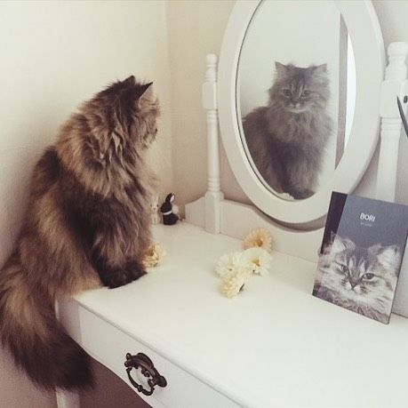 鏡見るの好きですか？嫌いですか？