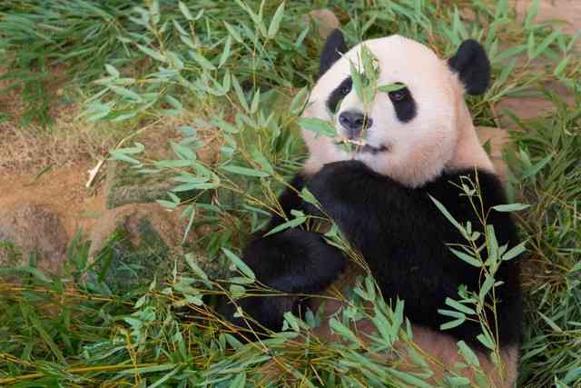 国内“ゼロパンダ”で失われる経済効果 1年間で約195億円 関西大宮本名誉教授が分析