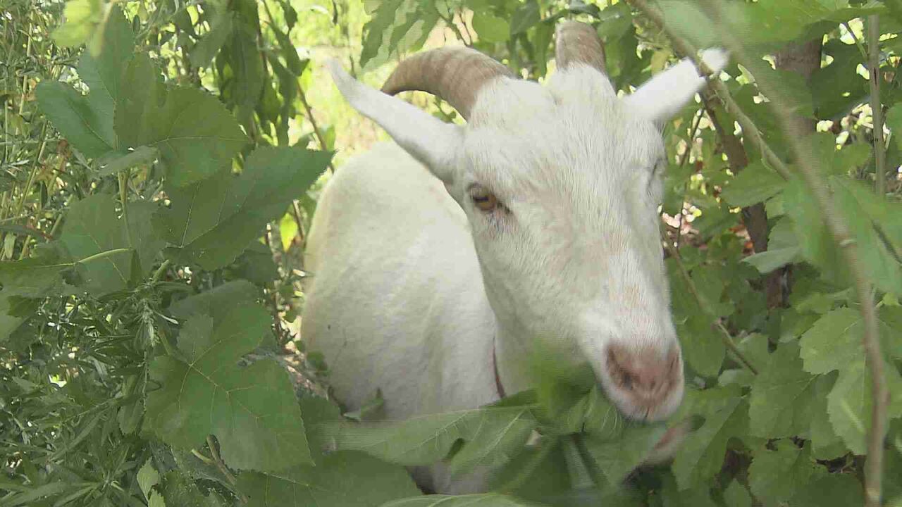 「草刈り代行」ヤギのレンタル順番待ち　料金は3カ月3000円　心も和ませ超人気　名前は“草取正雄”