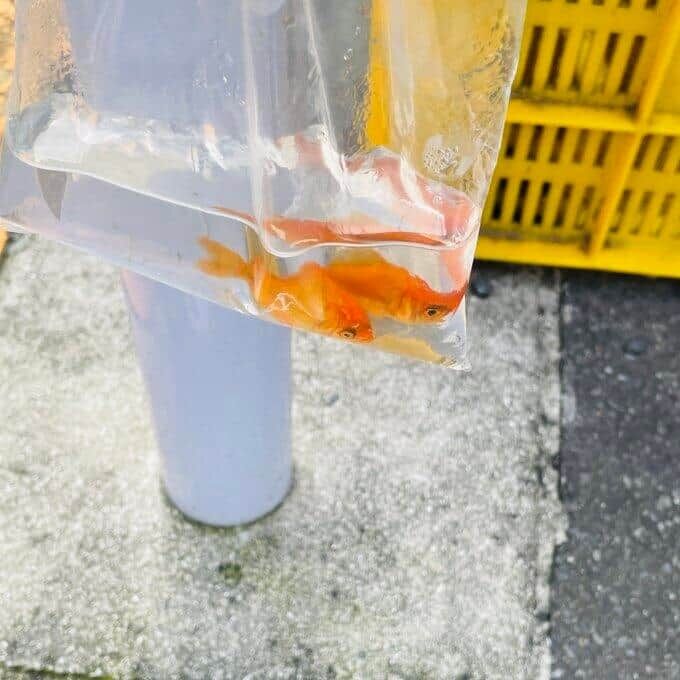 お祭り翌日のゴミ捨て場、放置された2匹の金魚　「生きたまま捨てるなんて...」発見者は嘆いた