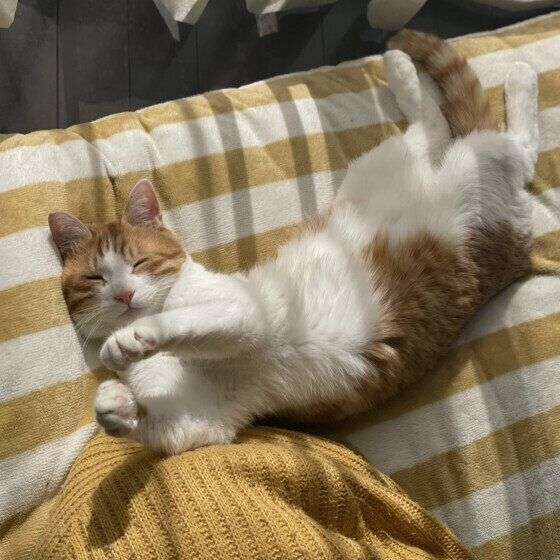 “かわいそう”は誤解だった！ 完全室内飼いが猫にとって幸せな理由