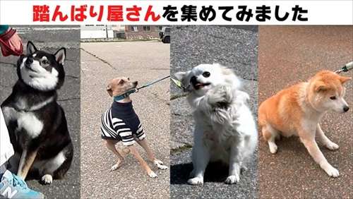 犬「絶対行かないワン！」　狂犬病予防接種会場に集結した“踏んばり屋さん”のワンコたち→頑張る姿を応援したくなる