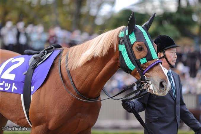 好きな競走馬を語りたい〚競馬〛⁡