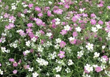 花壇におすすめの植物