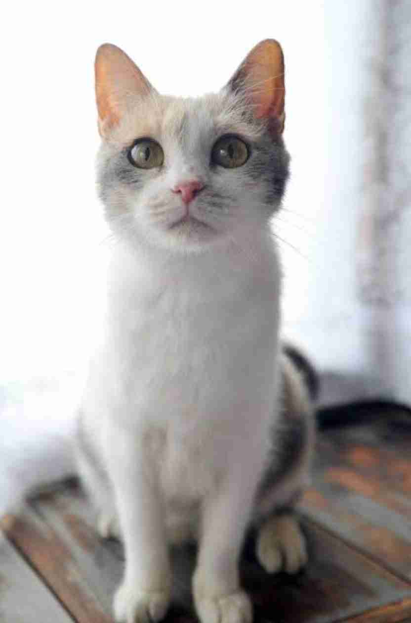 【画像】色んな三毛猫が見たい！