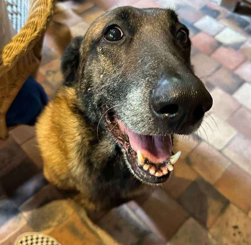 アラン・ドロンさん「愛犬、一緒に葬って」と安楽死を希望　遺族が拒み〝殉死〟逃れる