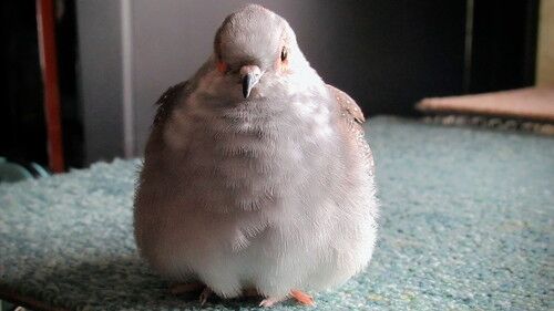 夫がスマホゲーム中、ハトがもふっと乗っかったのは……　「なんて可愛いイヤホンジャックｗ」「めちゃくちゃ可愛い」と2万人が笑顔に