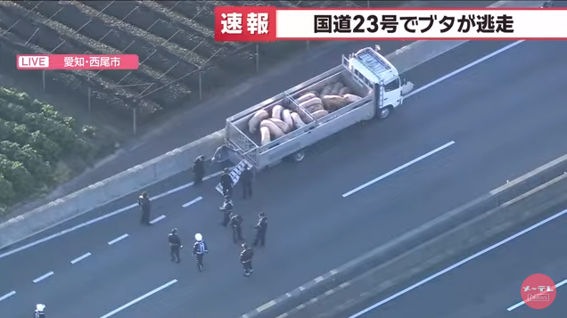 【速報】国道23号でブタ10頭以上が逃走　国道を通行止めにして警察などが捕獲作業中　愛知県西尾市