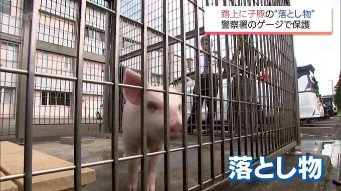 “路上で雨の中寒そうに歩いていた”異例の落とし物は体長50センチの子豚 期限迫るも署員は愛着