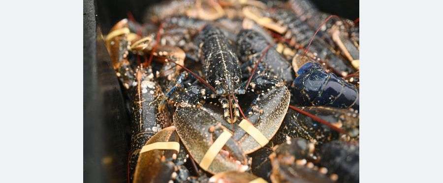 生きたままゆでるの禁止　ロブスターにも苦痛―英