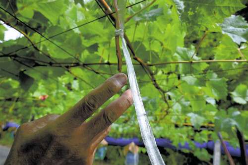 シャインマスカット1900房「一瞬でなくなった」…被害額140万円、山梨県警が窃盗事件で捜査