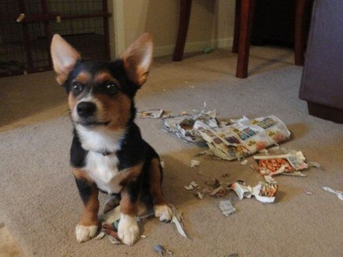 こらっ！と叱りたくなる画像トピ