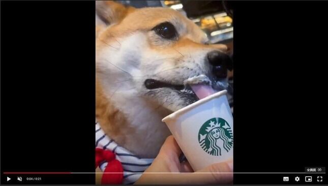 海外スタバで「犬にホイップクリーム食べさせる」　ネットで健康論争に...問題ない？専門家に聞いた
