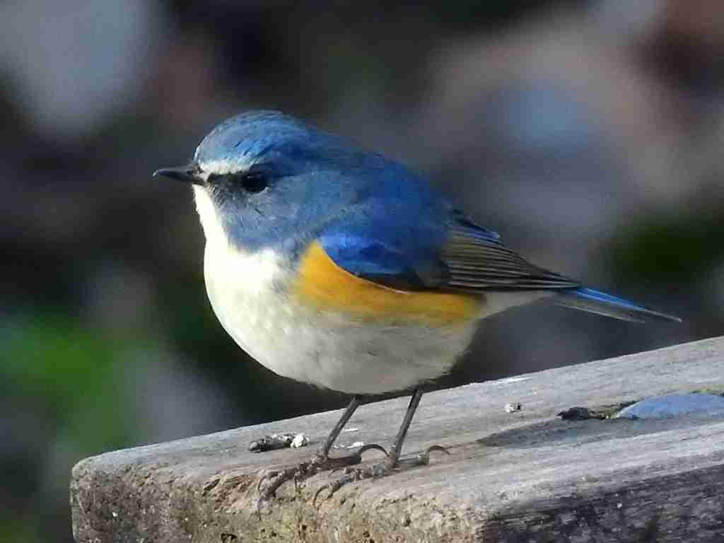 色んな鳥類が見たい
