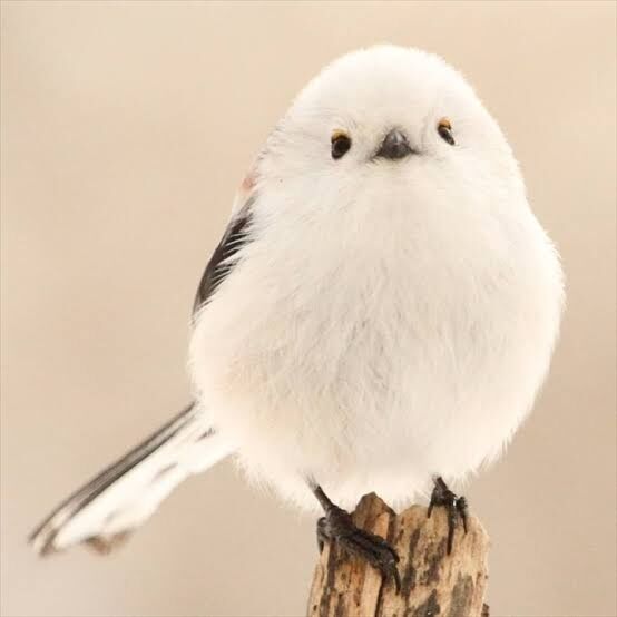 犬猫以外で大好きな動物や鳥はいますか？