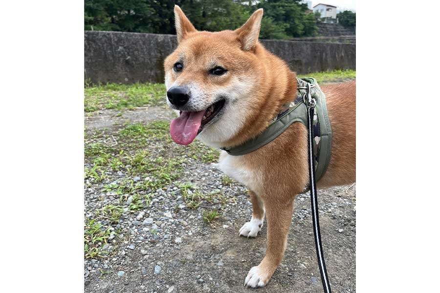 「ここドッグランじゃねんだぞ」　愛犬の散歩中に突然の言いがかり、冷静な対応に称賛の声