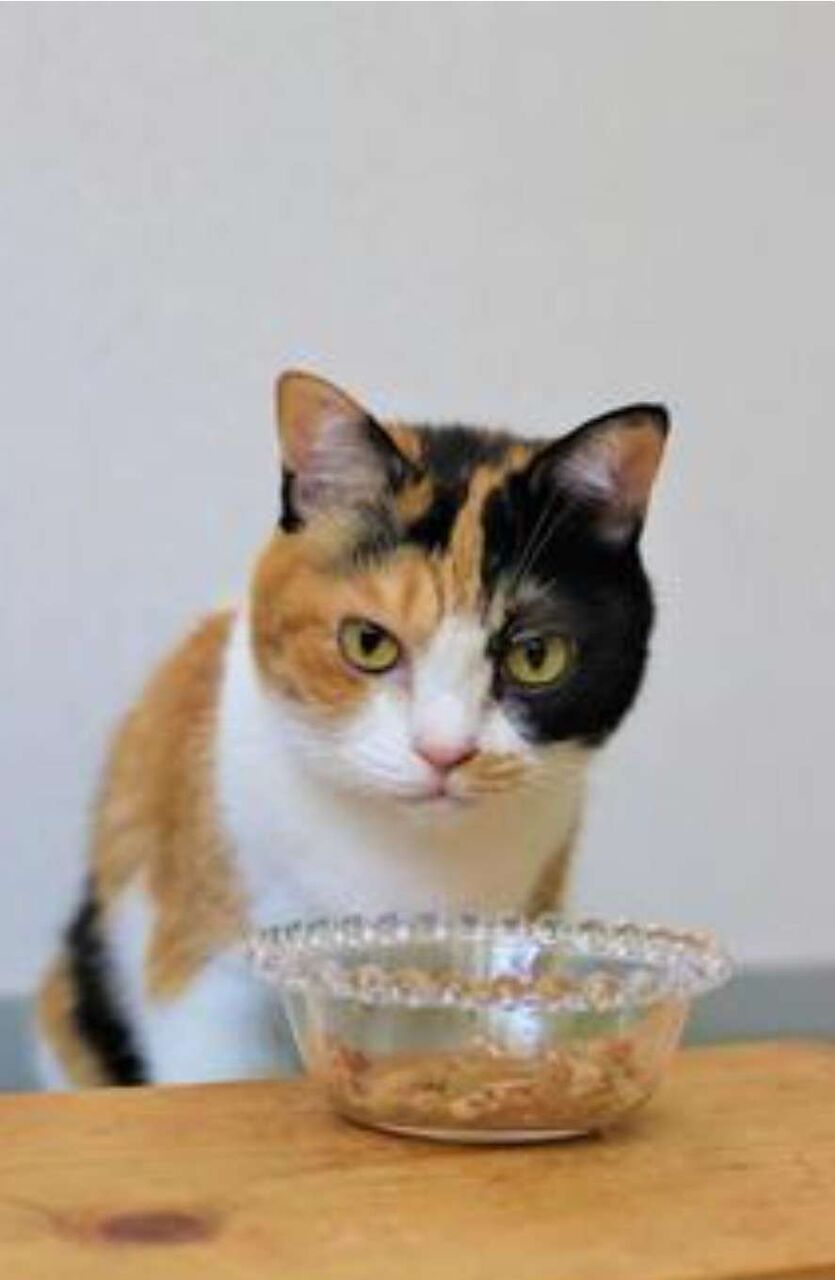 ドライフードウェットフード以外にあげている食べ物てありますか