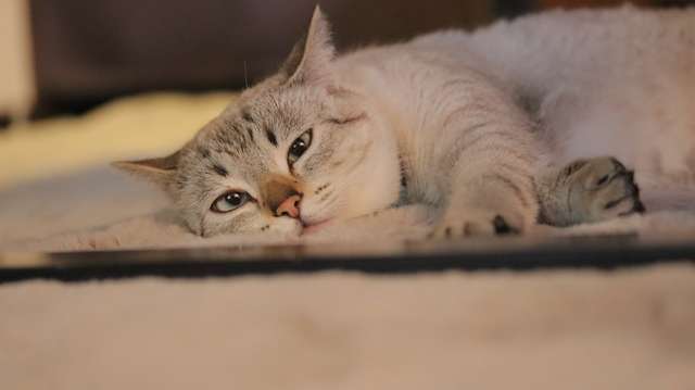 「雑種なのにキレイな猫」褒められたのにモヤモヤ。SNSでバズった猫の種類問題