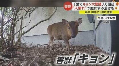 害獣「キョン」が大繁殖　千葉に7万頭超…人に慣れペットのように庭にすみ着く　「決して触れないで」と専門家