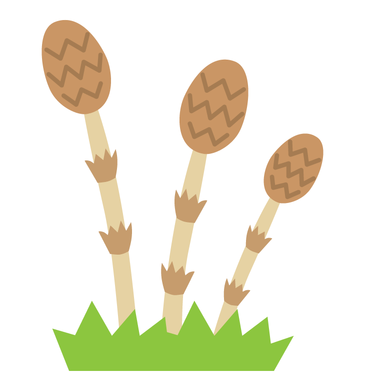 つくし食べたことある？