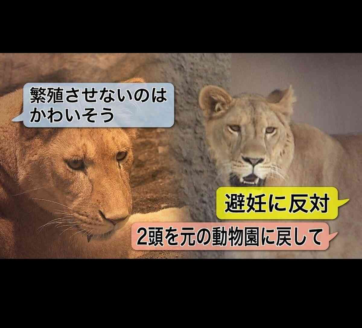 「繁殖させないのはかわいそう」ライオンの"避妊"を公表した動物園に批判殺到…実は”百獣の王”の飼育数は飽和状態に…ライオン避妊 決断の背景とは