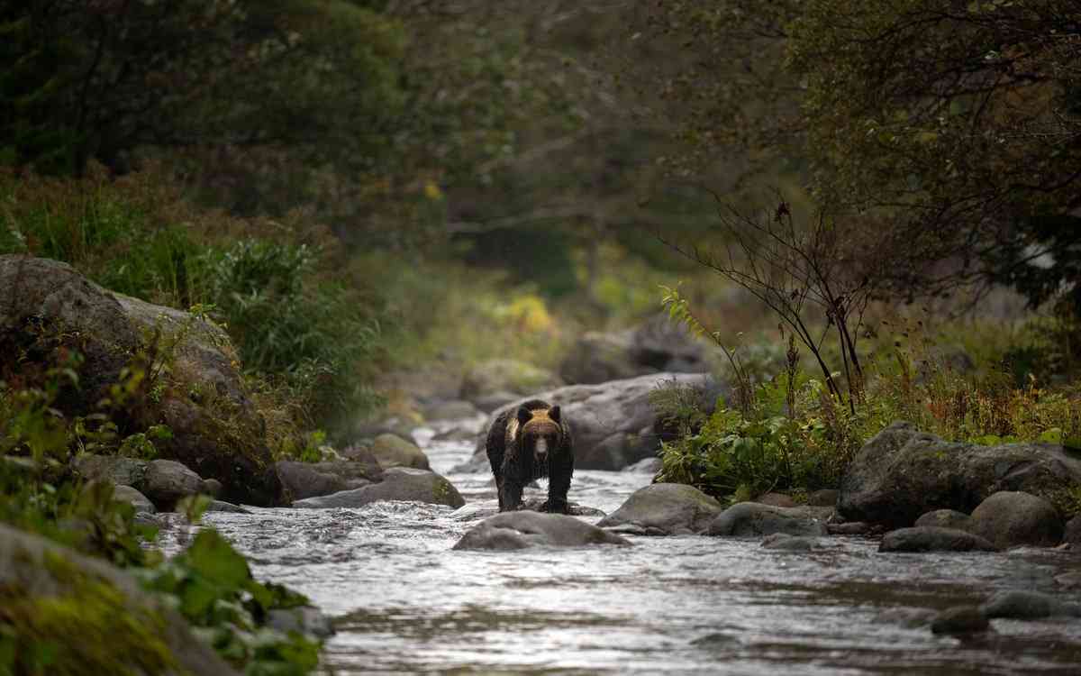 ヒグマ写真に賛否両論。問題提起をちゃかすYouTuberに厳しい声上がる「流石に許容できない」「モラル低すぎ」