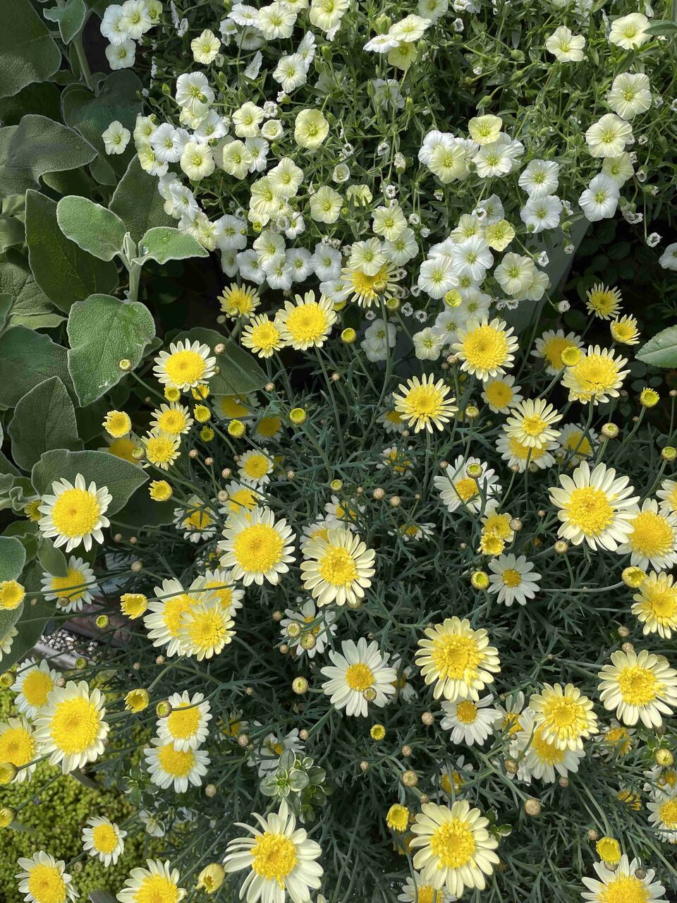 不安障害の集い