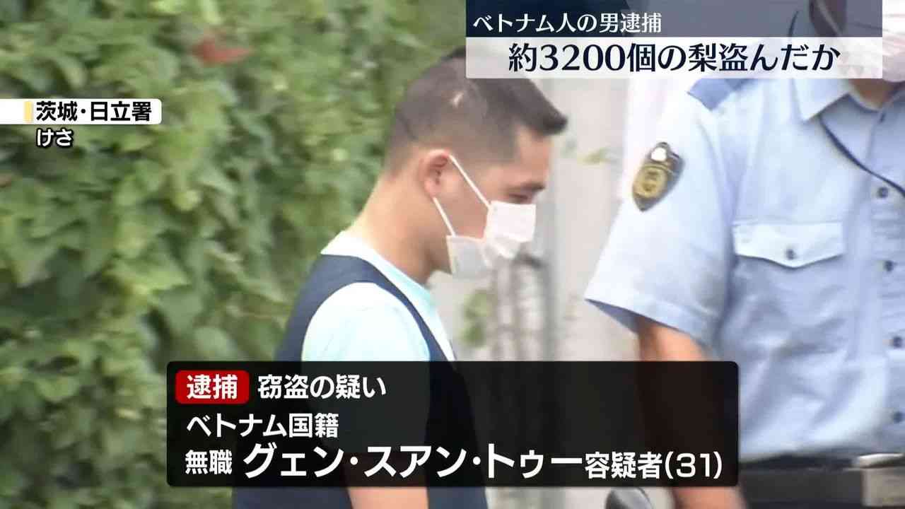 約3200個の梨を盗んだか、ベトナム人の男逮捕　茨城