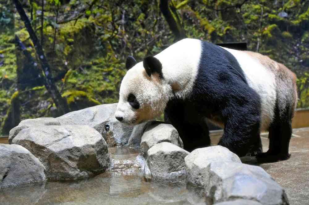 上野動物園の親パンダ「リーリー」「シンシン」、9月にも中国返還へ…高血圧の治療のため